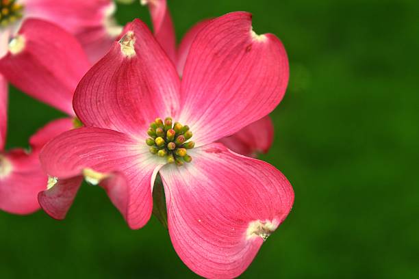 istock Pink Dogwood 529139518