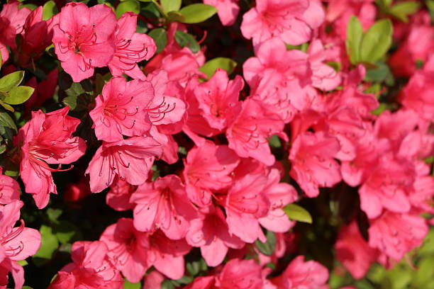 istock Pink mini azaleas in Italy 529139528