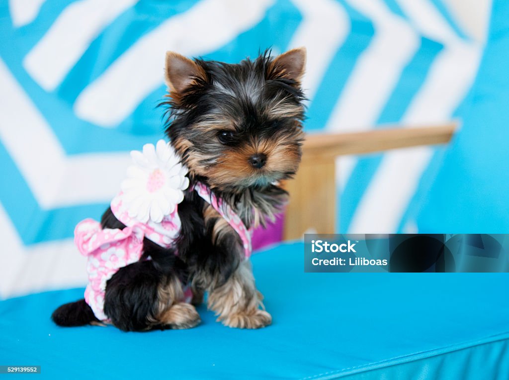 Yorkie Umbrella- PInk Yorkie Umbrella- PInk