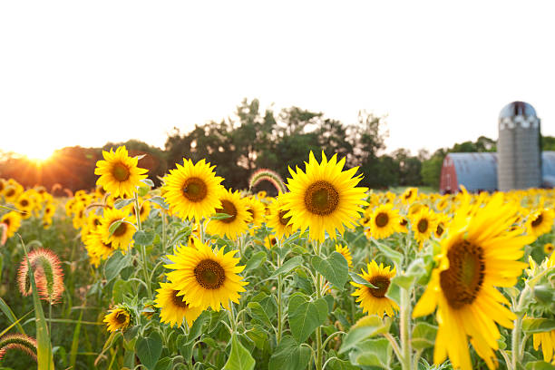 Sunflower Field with Setting Sun and Barn, Silo in the Distance