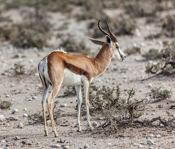 istock Springbok, Antidorcas marsupialis, standing; Etosha N.P., Namibia, Africa 529139992