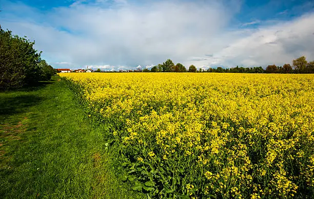 field of rapeseed with beautiful clouds in Germany