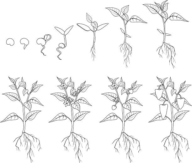 ilustrações de stock, clip art, desenhos animados e ícones de pimenta fase de crescimento. coloração - planta nova ilustrações