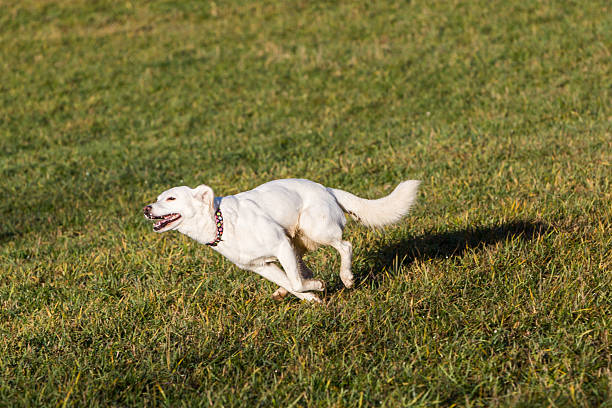 istock White mixed shelter dog on a meadow 529142526