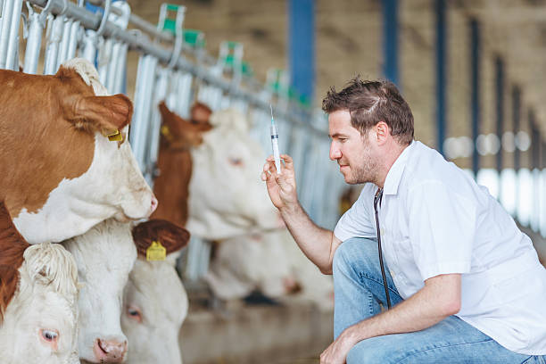 istock Veterinarian at farm cattle 529142650