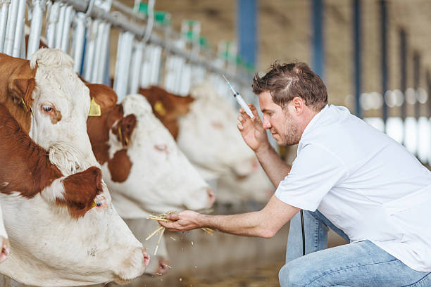 istock Veterinarian at farm cattle 529142692