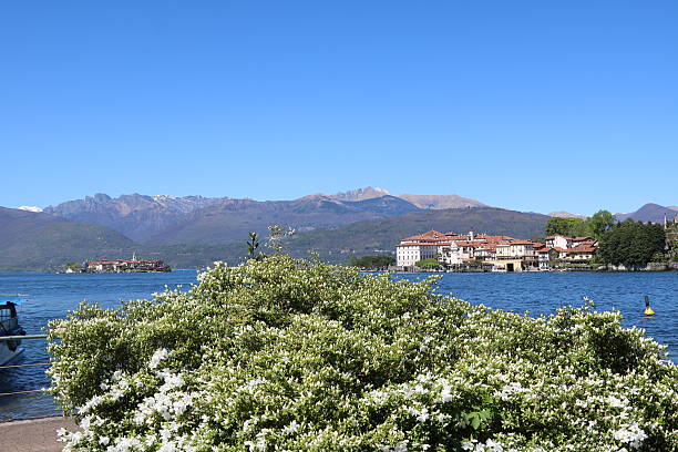 istock White azalea bush view Isola Bella, Isola Pescatori, Lake Maggiore 529143228