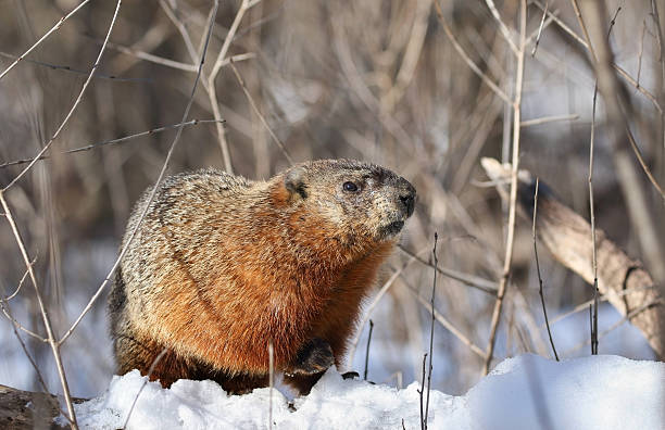 marmota durante el invierno - groundhog fotografías e imágenes de stock