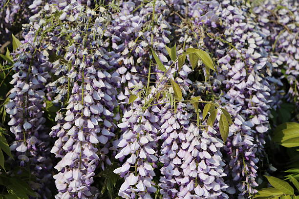 Bloom splendor Japanese wisteria Bloom splendor Japanese wisteria wisteria frutescens stock pictures, royalty-free photos & images