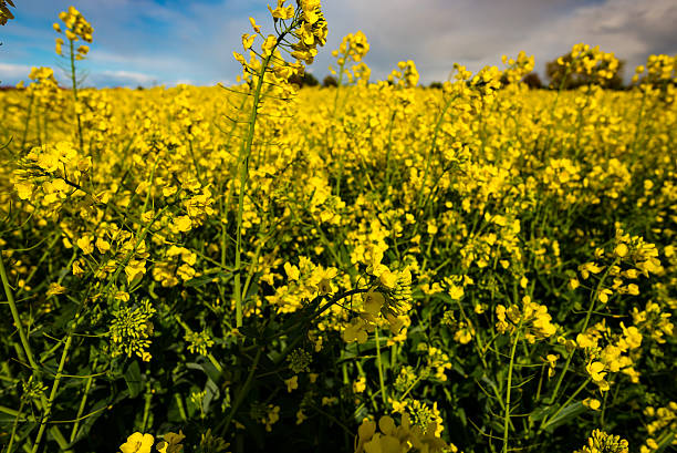 istock field of rapeseed with beautiful clouds 529144994
