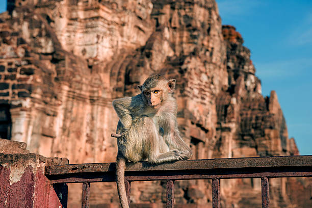 In Lopburi, Thailand a monkey with attitude sits with a sassy pose on the railing in front of famous Monkey Temple. Photographed on a sunny day with a Nikon D800.