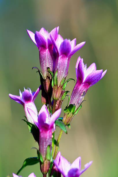 гентиана цветок - germanica стоковые фото и изображения