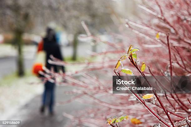 Icy Rain Stock Photo - Download Image Now - Accidents and Disasters, Branch - Plant Part, City