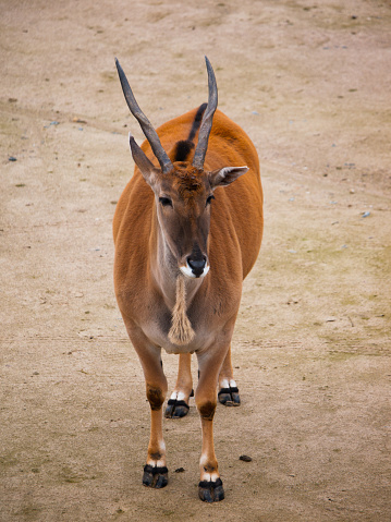 Common eland antelope, southern eland, taurotragus derbianus or taurotragus oryx