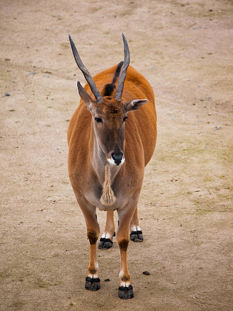 Common eland Common eland antelope, southern eland, taurotragus derbianus or taurotragus oryx giant eland stock pictures, royalty-free photos & images