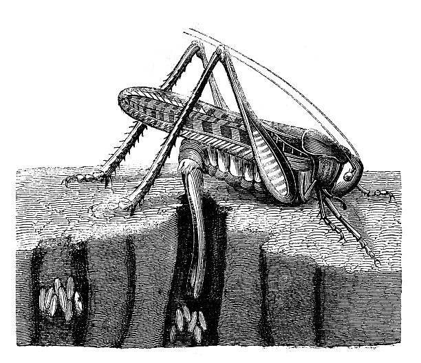 Antique illustration of  wart-biter (Decticus verrucivorus) Antique illustration of  wart-biter (Decticus verrucivorus) painted grasshopper stock illustrations