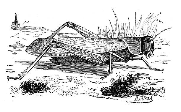 Antique illustration of grasshopper Antique illustration of grasshopper painted grasshopper stock illustrations