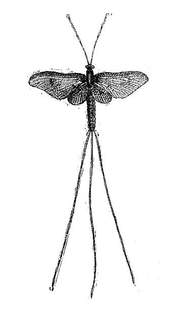 istock Antique illustration of Mayfly or shadfly (Ephemeroptera) 529159109