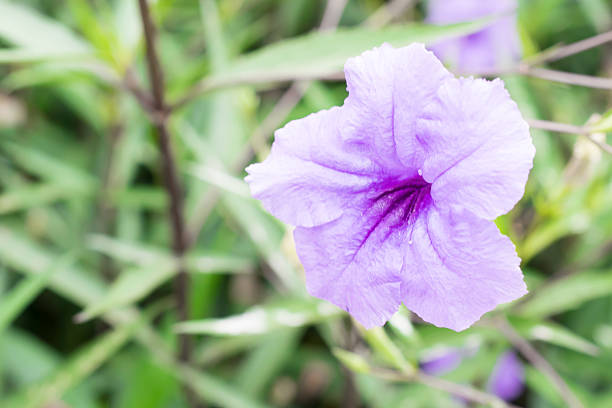 istock Beautiful purple Flower 529159485