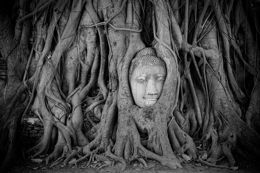 Stone Buddha head entwined in tree roots, Wat Mahathat, Ayutthaya, Thailand