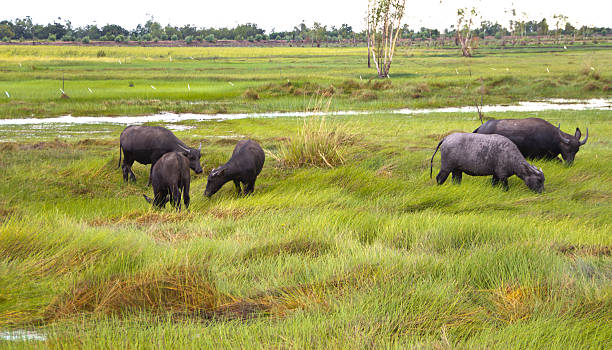 istock Buffalo herd shear grass in field 529161041