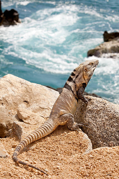 istock Iguana (male)  in Cabo San Lucas, Mexico 529161779
