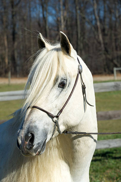 istock White Horse Head Shot 529162735