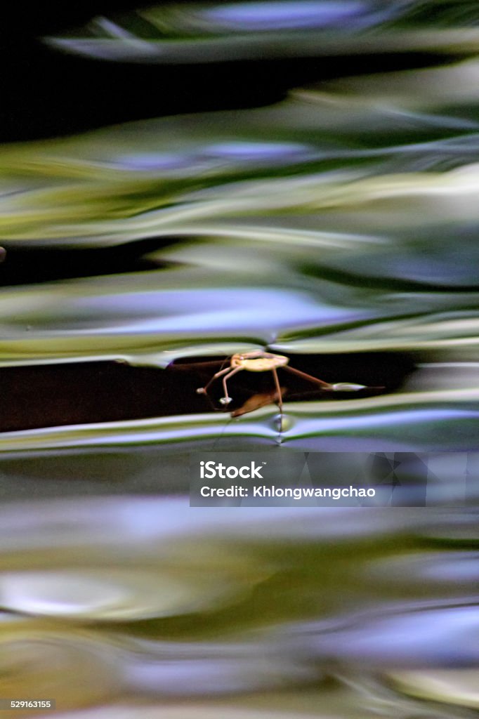 Water Striders Closeup of water strider walking over calm water Animal Stock Photo
