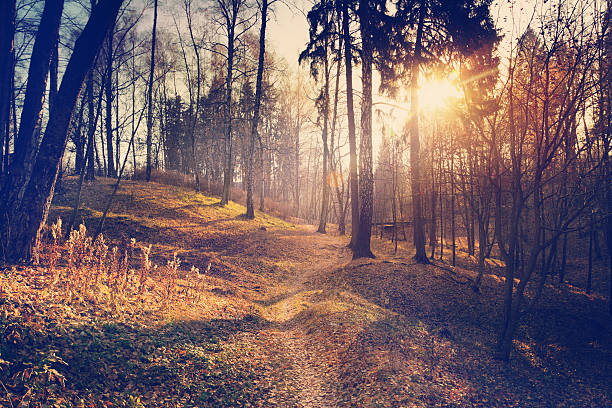 istock beautiful autumn landscape, in the deep woods 529163641