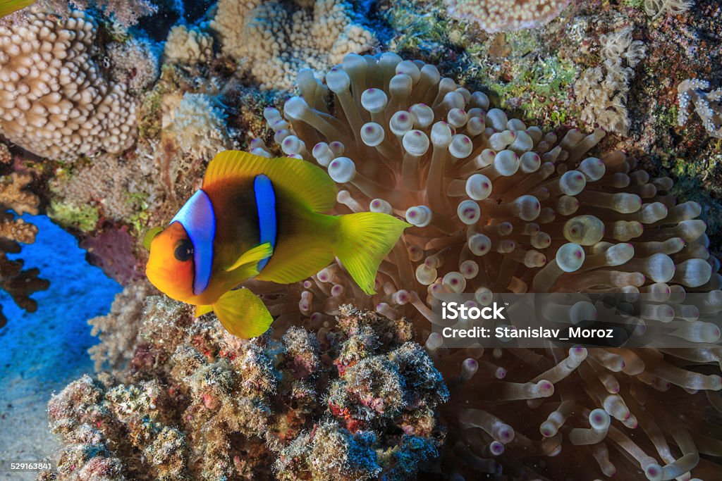 coral reef Coral reefs are diverse underwater ecosystems held together by calcium carbonate structures secreted by corals. Activity Stock Photo