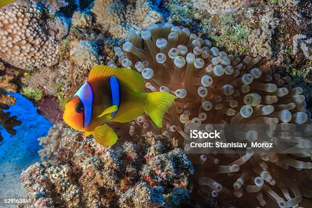 Coral Reef Stock Photo - Download Image Now - Activity, Africa, Animal