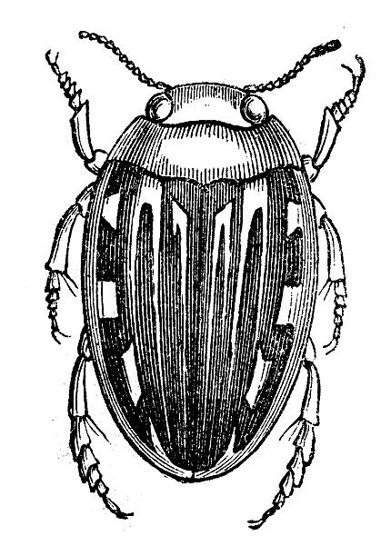 istock Antique illustration of laccophilus minutus 529174621