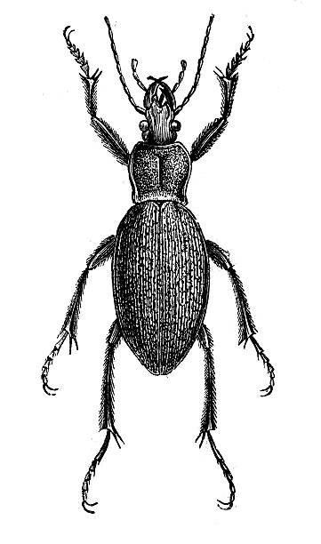Antique illustration of Carabus coriaceus Antique illustration of Carabus coriaceus beetle species carabus coriaceus stock illustrations