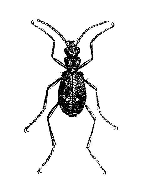 antique illustration of cicindela campestris (green tiger beetle) - 班蝥 幅插畫檔、美工圖案、卡通及圖標