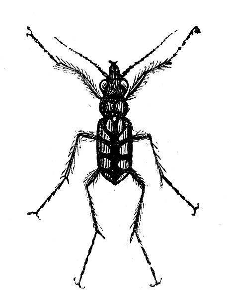 antique illustration of cicindela repanda (bronzed tiger beetle) - 班蝥 幅插畫檔、美工圖案、卡通及圖標