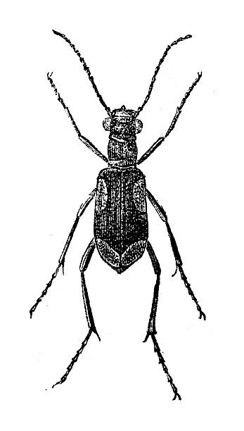 antique illustration of tiger beetle - 班蝥 幅插畫檔、美工圖案、卡通及圖標