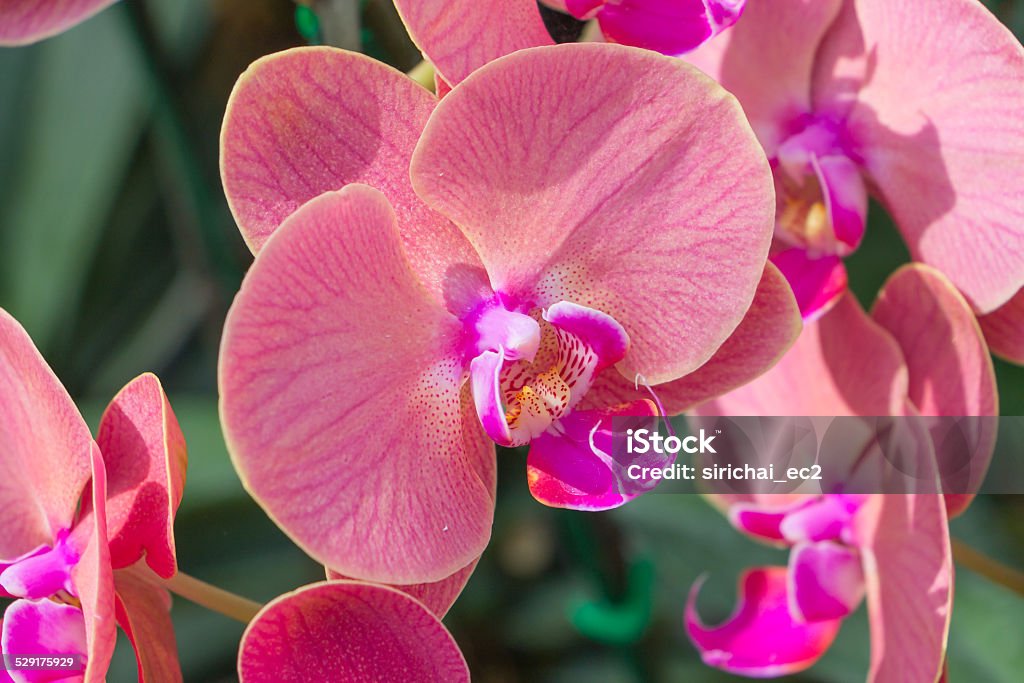 Close up Pink  Orchid in the garden Asia Stock Photo