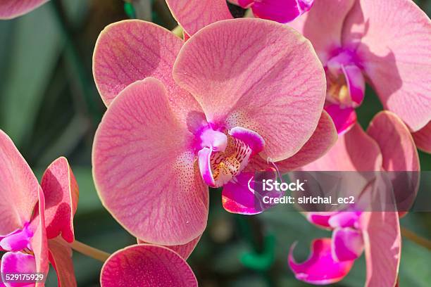 Close Up Pink Orchid In The Garden Stock Photo - Download Image Now - Asia, Beauty In Nature, Blossom