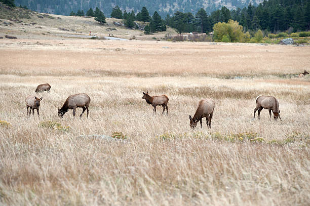 istock North American elk cow 529176623