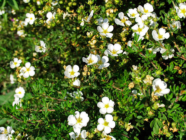 Potentilla fnuticosa - small white garden flowers Potentilla fnuticosa - small white garden flowers. Shallow depth of field potentilla anserina stock pictures, royalty-free photos & images