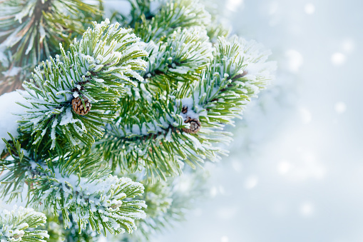 Fir branches with cones