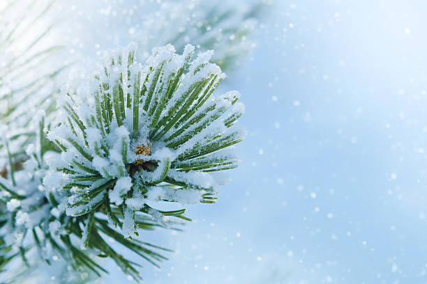 istock Fir branch covered with frost 529177901