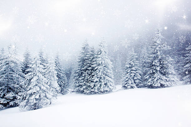 istock Christmas background with snowy fir trees 529178809