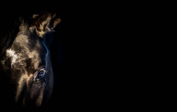 Black horse portrait
