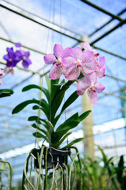 istock Orchid flowers are beautiful. 529179089