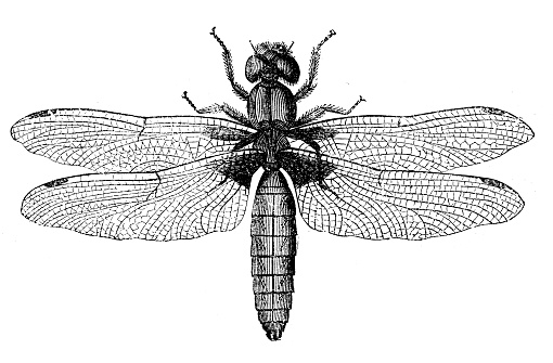 Antique illustration of Libellula depressa (broad-bodied chaser or broad-bodied darter)