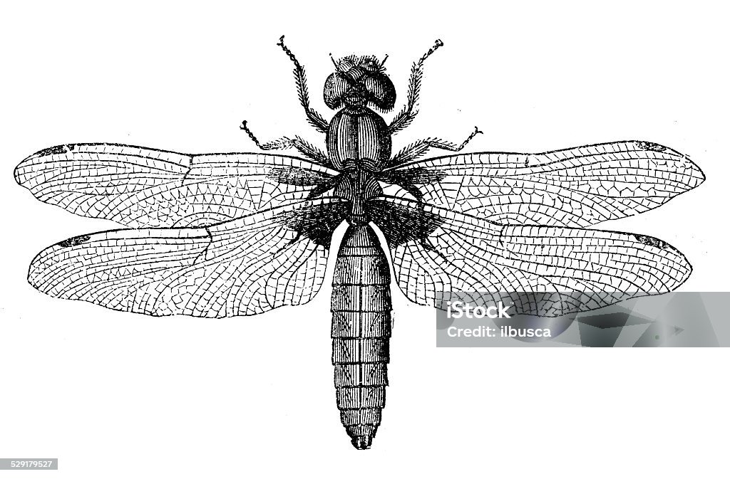 Antique illustration of Libellula depressa (broad-bodied chaser or broad-bodied darter) 19th Century Style stock illustration