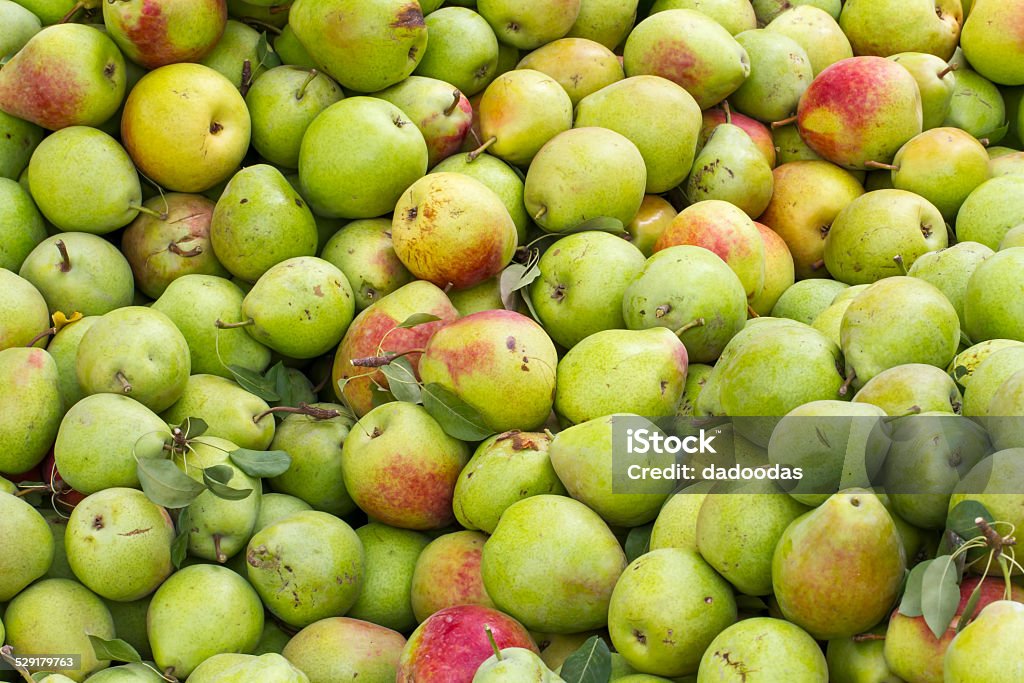 Several green pears lots of green pears lie in a heap Apple - Fruit Stock Photo