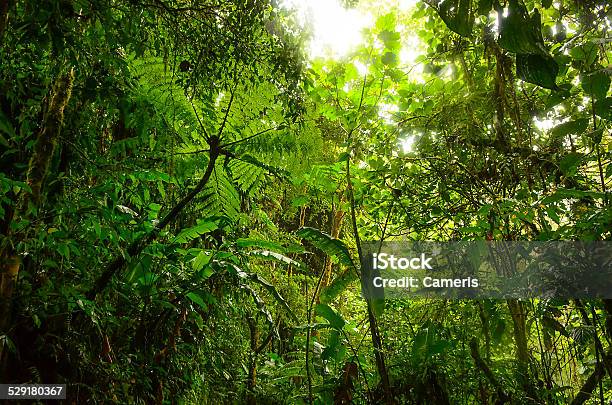 Jungle Stock Photo - Download Image Now - Rainforest, Tropical Rainforest, Forest