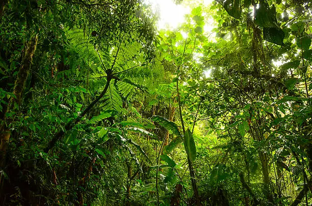 Jungle in South America
